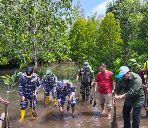 PLN Peduli Penanaman Bibit Mangrove Bersama Lantamal VIII