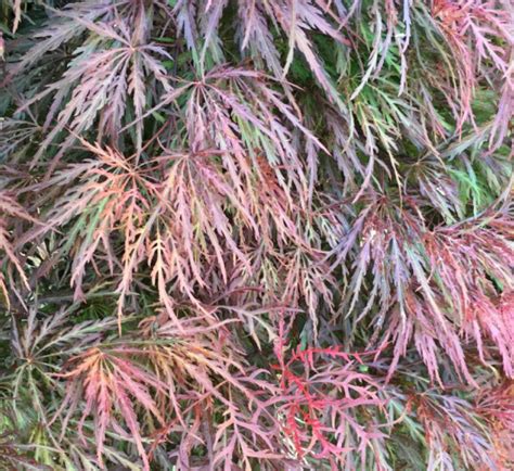 Acer Palmatum Dissectum Shojo Shidare Weeping Maple Echuca Moama