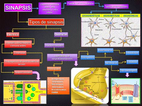 Partida Fisiologia Humana Basica Sinapsis Y Neurotransmisores