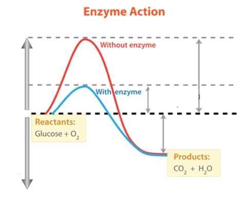 Enzyme Graph Diagram Quizlet