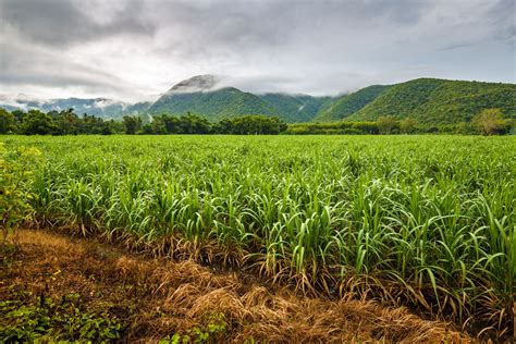 Indonesian Sugarcane Plantation Will Add 70000 Ha