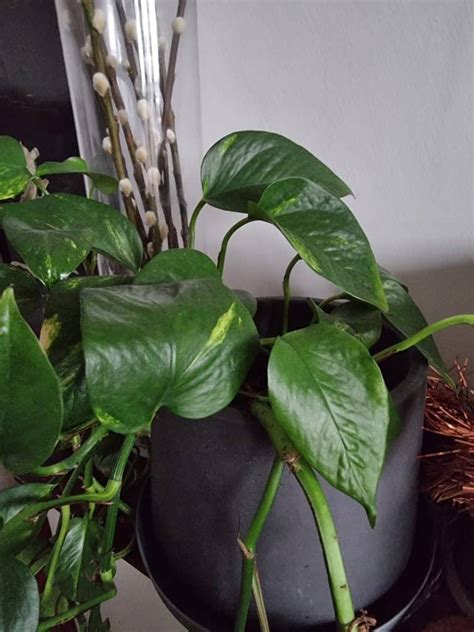 Why Do Pothos Leaves Drip Water And What To Do About It