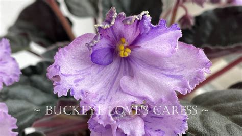 Buckeye Love S Caress African Violet Review Youtube