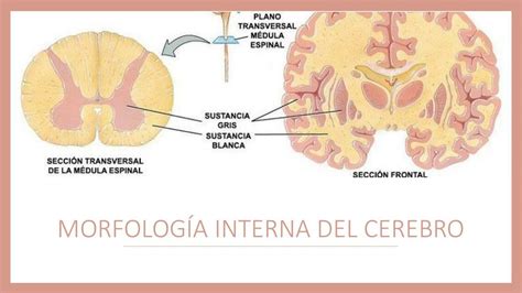 Exposición 8 Neuroanatomía Morfología Interna del Cerebro