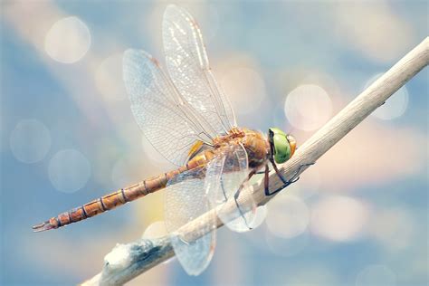 Dragonfly Screensavers And Wallpaper 43 Images