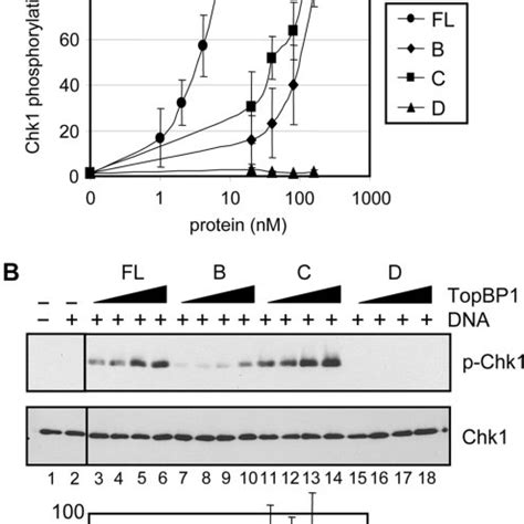 Stimulation Of The Atr Kinase By Topbp And Its Fragments A Topbp