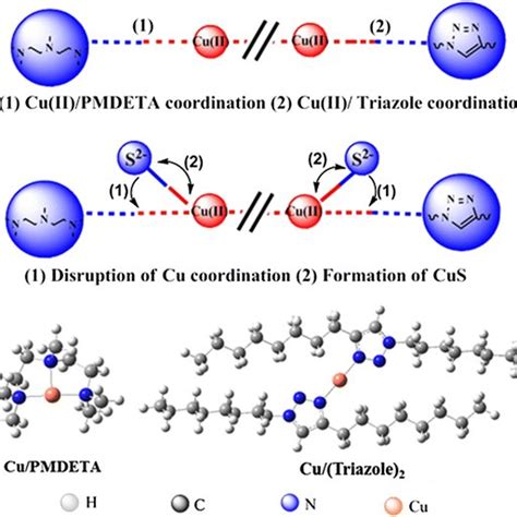 Cu Ii Coordination In Cubr Pmdeta Catalyzed Cuaac A Schematic