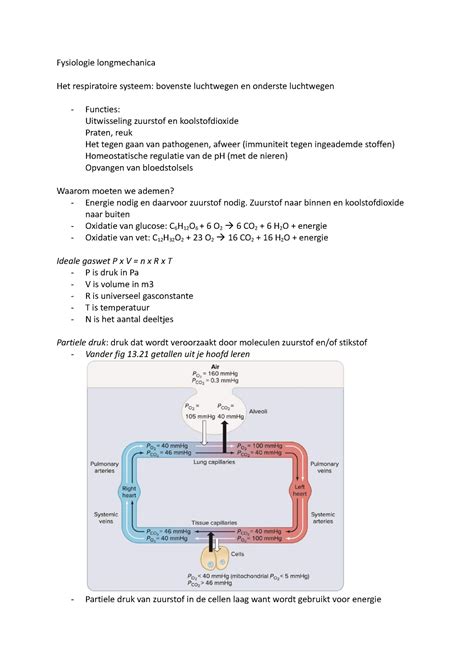 Fysiologie Mbs Fysiologie Longmechanica Het Respiratoire Systeem