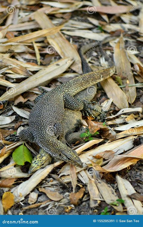 Clouded Monitor Lizard Mating In The Wild Stock Image Image Of Large