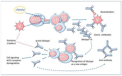 Simplified diagram of anti-idiotype antibody formation. A variable part... | Download Scientific ...