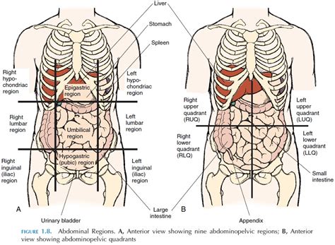 Anatomy Regions Of The Body 1280x720