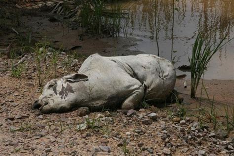 Vacas Han Muerto Debido A La Sequ A En El Tolima