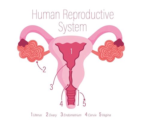 Premium Vector Female Human Reproductive System Healthy Internal