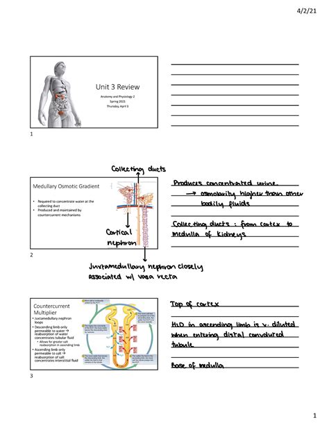 Unit Review Integrated Anatomy And Physiology With Prof