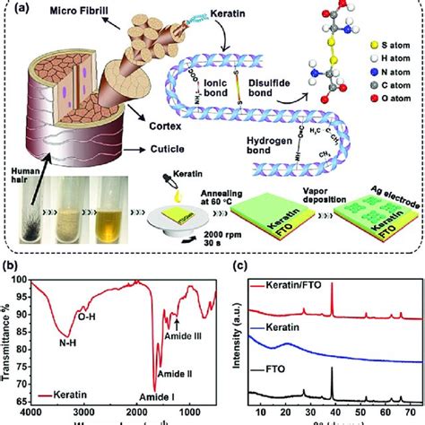 A Schematic Diagrams Of Keratin From Human Hair The Chemical Bonds