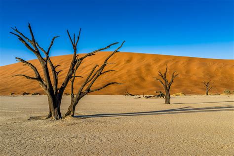 Dead In The Desert Deadvlei A Stunning Display Of Dead S Flickr