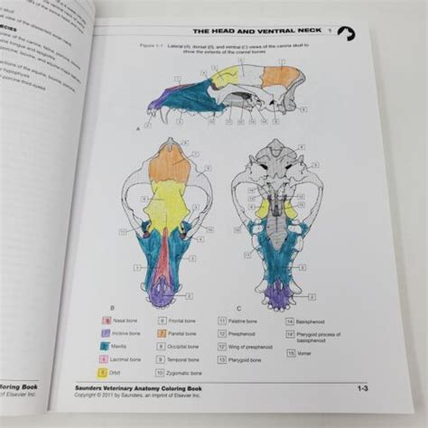 Saunders Veterinary Anatomy Coloring Book (Paperback, 2011, One Page