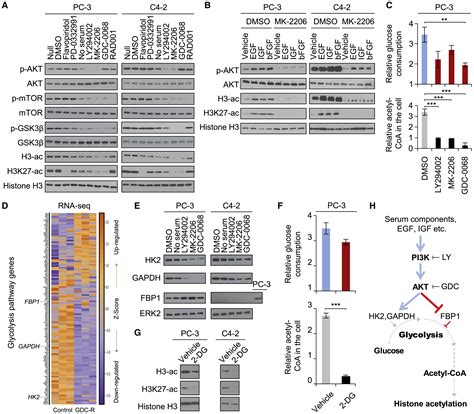 An Acetyl Histone Vulnerability In PI3K AKT Inhibition Resistant