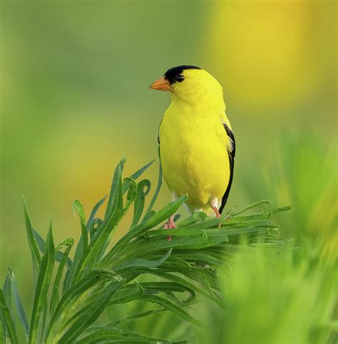 American Goldfinch Photograph By Julie Barrick Fine Art America