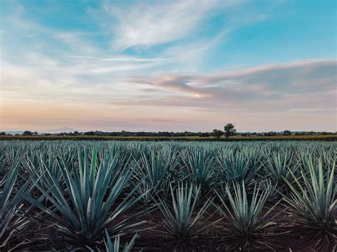 Tequila vs. Mezcal: Understanding Sustainability In Their Production | The Momentum