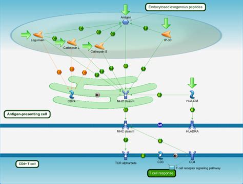 Immune response - Antigen presentation by MHC class II Pathway Map - PrimePCR | Life Science ...