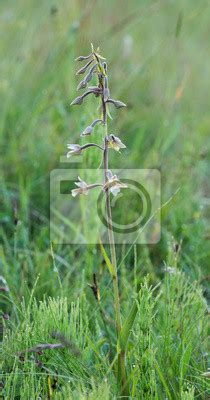 Marsh Helleborine Epipactis Palustris Blooming Wall Mural Murals