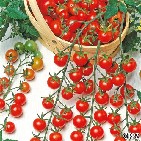 Tomate Cerise Supersweet F Graine De Tomate Magellan Bio