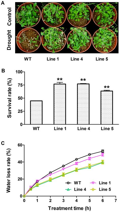 Phenotypes Of Wild Type And Transgenic Plants After Withholding Water