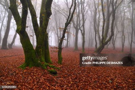 61 Morvan Regional Natural Park Stock Photos, High-Res Pictures, and ...