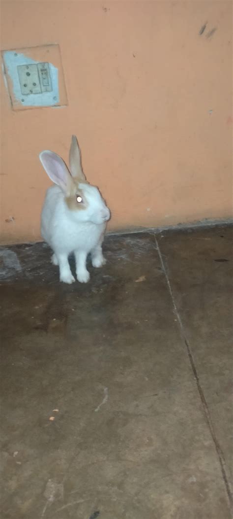 guide to rabbit aggressive for beginners 9