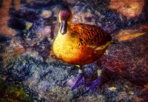 Colourful Duck Taken With Olympus Epl1 Camera Edited On I Flickr