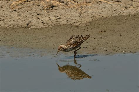 Безплатна снимка : вода, пясък, птица, дивата природа, храна, фауна ...