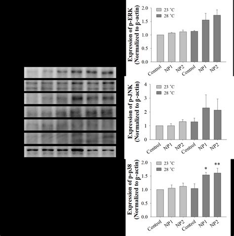 Effects Of Polystyrene PS Nanoplastic NP Concentrations At 23 C