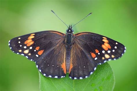 Mariposa de parche bordeado Tizimín y sus mariposas iNaturalist