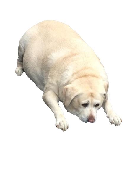 "Fat Dog Meme" Poster for Sale by masoncarr2244 | Redbubble