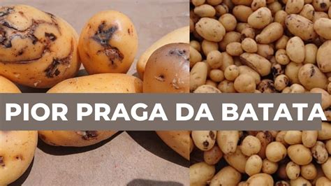 Como Eliminar A Tra A Da Batata A Pior Praga Da Batata Youtube