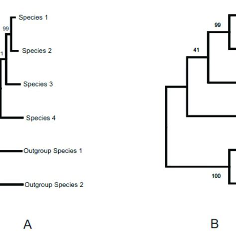 Depiction of a phylogenetic tree in two different ways. (A) Rooted tree ...