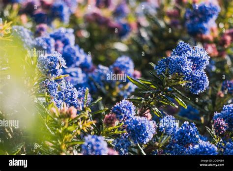 Pacific Blue Ceanothus Tree With Blue Flowers Outdoor In Sunny Backyard