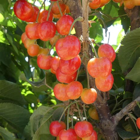 Cherry Fruit Tree