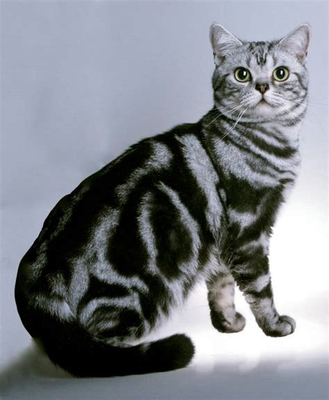 Classic Silver Tabby American Shorthair cat 2006 - Silver Shorthairs