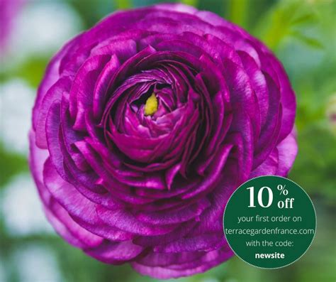 Ranunculus Purple Corms For Pots Renoncule Asiaticus Tomer Compact