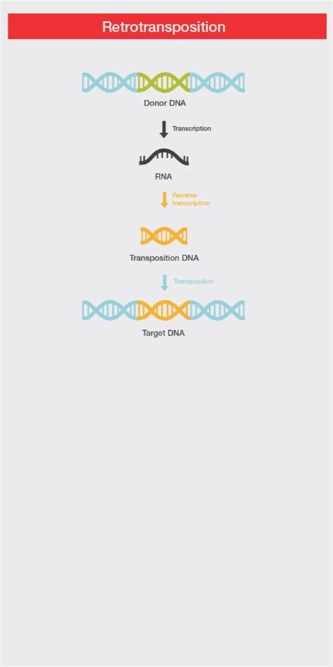 Reverse Transcription Basics Thermo Fisher Scientific Us