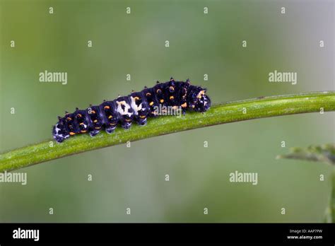 Swallowtail Papilio Machaon Larvae With Nice Out Of Focus Background