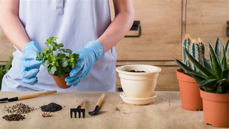 Trasplante De Plantas Caseras De Primavera Cuidado Del Jard N Interior