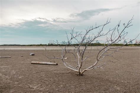 Haggard Tree On Dry Land Stock Image Image Of Land Hill