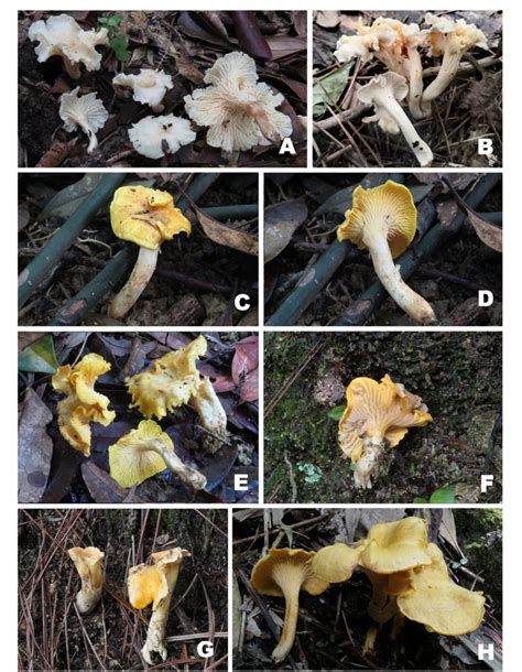 Figure From Morphological And Phylogenetic Evidences Reveal Four New