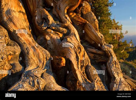 Bristlecone pine, Ancient Bristlecone Pine Forest, Ancient Bristlecone ...