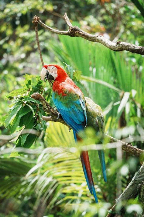 Close Up Of A Macaw That Is A Group Of New World Parrots That Are Long