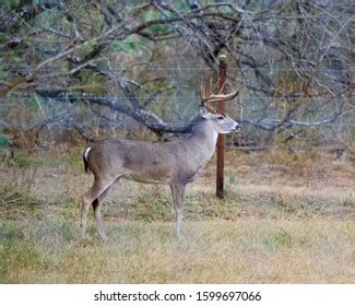 Big Eight Point Buck Whitetail Deer Stock Photo (Edit Now) 1599697066