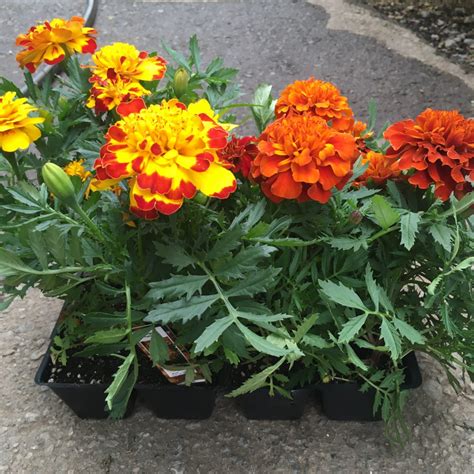 Marigolds – Annual Flowers (Bedding Packs) › Anything Grows